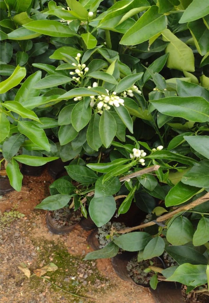 Mudas Cítricas Viveiro Fruti Mudas